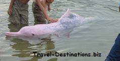 Pink Dolphin at Sentosa Dolphin Lagoon Singapore